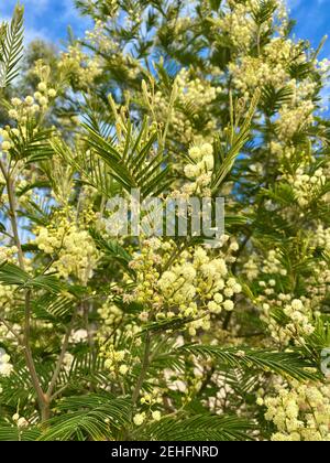 mimosa acacia jaune fleuri au printemps au portugal Banque D'Images