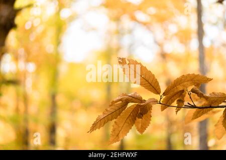 Feuilles en arrière-plan d'automne Banque D'Images