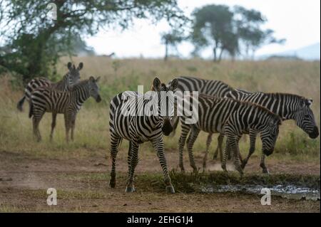 Zèbres des plaines (Equus quagga) sous la pluie, Seronera, Parc national du Serengeti, Tanzanie. Banque D'Images