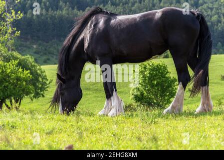 Cheval de frise noire sur la prairie de clovers. Banque D'Images