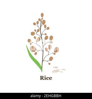Illustration vectorielle dessinée à la main de la plante de riz, grain. Esquisse. Vecteur eps 10. Illustration de Vecteur