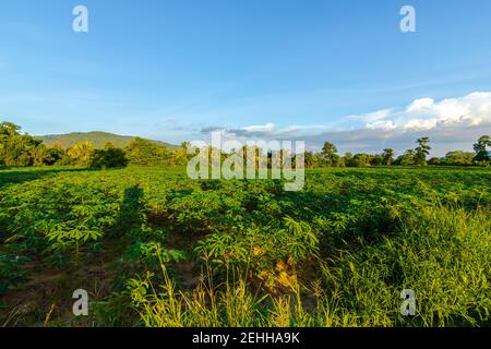 Ferme de tapioca, ferme de pommes de terre, plantation de tapioca croissance et fond de montagne. Ferme, et agriculture concept de légumes. Banque D'Images