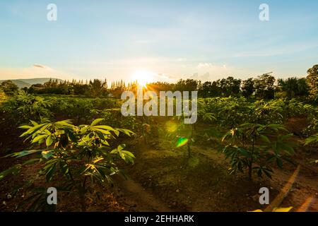 Ferme de tapioca, ferme de pommes de terre, plantation de tapioca croissance et fond de montagne. Ferme, et agriculture concept de légumes. Banque D'Images