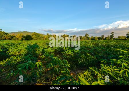 Ferme de tapioca, ferme de pommes de terre, plantation de tapioca croissance et fond de montagne. Ferme, et agriculture concept de légumes. Banque D'Images