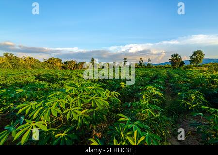 Ferme de tapioca, ferme de pommes de terre, plantation de tapioca croissance et fond de montagne. Ferme, et agriculture concept de légumes. Banque D'Images