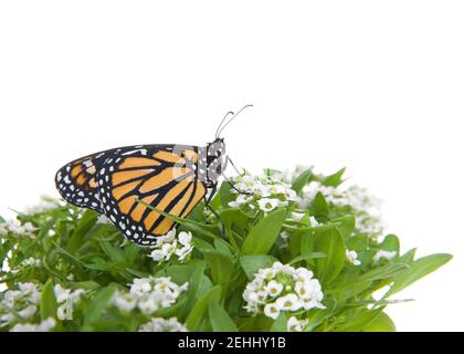 Gros plan d'un seul papillon Monarch sur des fleurs d'alyssum blanches, vue de profil. Isolé sur blanc. Banque D'Images