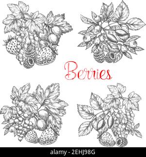 Esquisse de baies. Ensemble d'icônes vectorielles de fruits fruitiers de jardin ou de forêt fraise et framboise, cassis ou rouge et briar ou saumure, cerise et goos Illustration de Vecteur