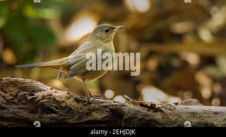 Redstart à ventre blanc perçant sur un vieux tronc d'arbre regardant dans une distance Banque D'Images