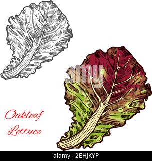 Icône de légume de laitue à feuille d'oakeaf rouge. Feuille de salade verte. Concept de nourriture saine et végétarienne. Salades et affiche de légumes à feuilles pour la ferme ma Illustration de Vecteur