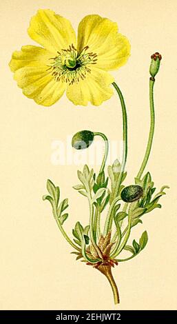 Papaver rhaeticum Atlas Alpenflora. Banque D'Images