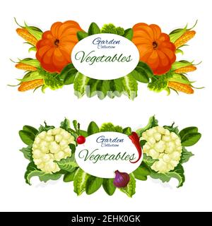 Légumes de jardin, citrouilles, maïs doux et chou-fleur, radis et poivron rouge, feuilles de laitue verte, oignons et laitue. Légumes naturels épicerie veget Illustration de Vecteur