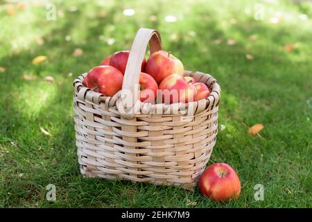 Un panier rempli de pommes rouges et jaunes mûres herbe verte Banque D'Images
