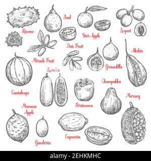 Croquis de fruits exotiques juteux. Kiwano et bael, pomme et loquat étoiles, date, fruit miracle, akebia et granadilla, kuruba et cantaloup, mammee, ganda Illustration de Vecteur