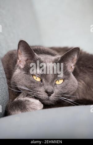 Chat bleu russe paresseux reposant sur le canapé. Banque D'Images