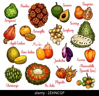 Croquis de fruits tropicaux exotiques avec des noms. Vecteur pandan ou pandanus, longkong ou soursop pomme et mombin, naranjilla ou jambolan et bergamote fruit, Illustration de Vecteur