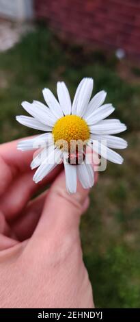 Gros plan d'une personne tenant une fleur de camomille avec un coccinelle Banque D'Images