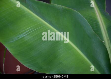 Texture de la feuille de banane tropicale, feuillage vert gros plan, grande feuille de palmier, fond naturel Banque D'Images
