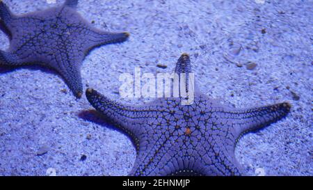 Étoile de mer exotique sur le fond de l'aquarium. Gros plan deux poissons-étoiles de mer étonnants se trouvant sur fond sablonneux dans l'eau propre de l'aquarium Banque D'Images