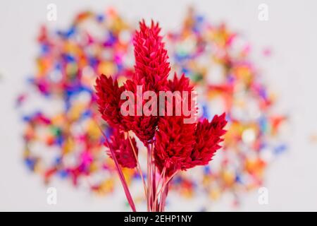 une fleur rouge à la pointe sur fond coloré Banque D'Images