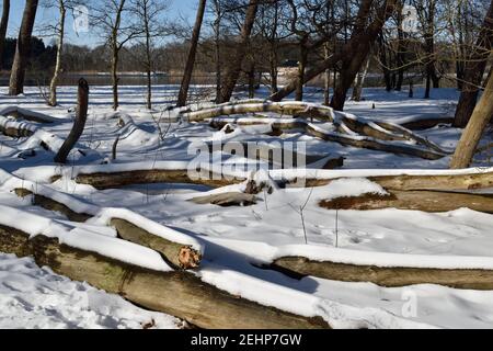 Arbres de forêt tombés sous une couverture de neige à côté d'un lac aux pays-Bas Banque D'Images