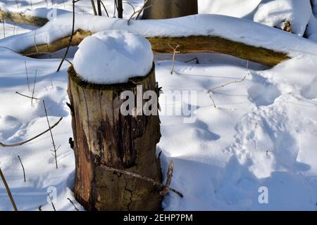 Une souche d'arbre surmontée de neige dans une forêt proche d'OSS, pays-Bas Banque D'Images