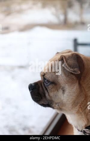 Portrait d'un petit pug paisible qui regarde par une fenêtre par une journée enneigée. Vue de profil. Mise au point sélective Banque D'Images