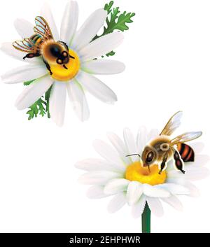 Deux abeilles recueillant le nectar de fleurs de Marguerite icônes réalistes défini sur une illustration vectorielle isolée sur fond blanc Illustration de Vecteur