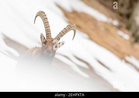 Magnifique portrait d'Ibex dans les montagnes des Alpes (Capra ibex) Banque D'Images