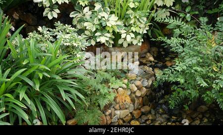 Diverses plantes tropicales vertes poussant près de la petite crique avec de l'eau douce le jour ensoleillé dans un jardin étonnant. La jungle tropicale juteuse et lumineuse laisse du tex Banque D'Images