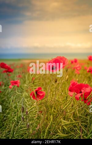 Champ de colza 'colonisé' par des coquelicotaires au coucher de soleil, avec vue sur le département du pas de Calais Banque D'Images