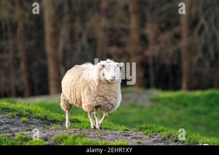 Un mouton blanc marche calmement en haut d'une colline. La brebis vue du côté. Mise au point sélective, arbres en arrière-plan Banque D'Images