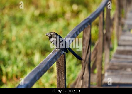 Doux bec ani, Crotophaga ani est un grand oiseau près de la passerine dans la famille des couckoo, assis sur un rail en bois d'un Lodge dans les marécages du pantalon Banque D'Images