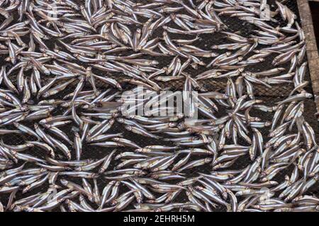 Petit poisson (ca com) pour la production de sauce de poisson en usine. La sauce de poisson au Vietnam est un produit national Banque D'Images