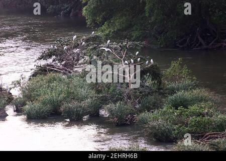 Des aigrettes et des cormorans blancs se sont rassemblés sur une petite île au milieu de la rivière, en haute eau après la mousson. Sri Lanka nature Banque D'Images