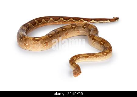 Photo du corps entier de T+ albino Boa Constrictor aka Boa Imperator serpent adulte, montrant toutes les marques. Isolé sur fond blanc. Banque D'Images