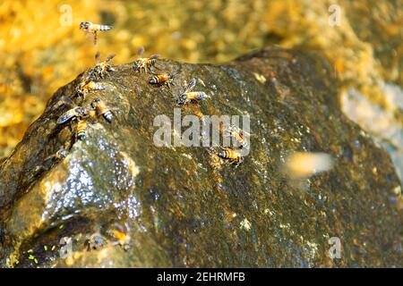 Abeille indienne (abeille géante, APIS dorsata) à un endroit d'arrosage sous une petite cascade, le jet tombe sur une pierre. Quelque part près du nid d'abeilles suspendu (col Banque D'Images