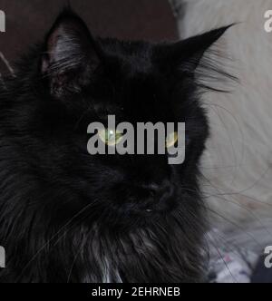 Gros plan d'une photo de chat Banque D'Images