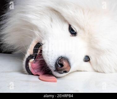 Gros plan d'un chien photo de haute qualité Banque D'Images