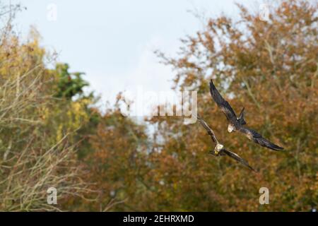 Black kite Milvus Migrans (captif), en vol contre les bois, Hawk Conservancy Trust, Hampshire, Royaume-Uni, novembre Banque D'Images