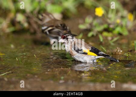 European goldfinch Carduelis carduelis, baignade pour adultes dans la piscine en bord de route, Agiasos, Lesvos, Grèce, avril Banque D'Images