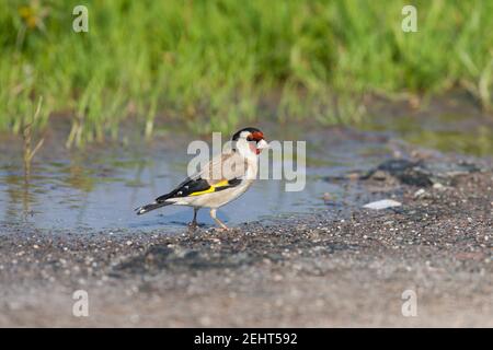 Carduelis carduelis, adulte près de la piscine en bord de route, moules à sel de Kalloni, Lesvos, Grèce, avril Banque D'Images