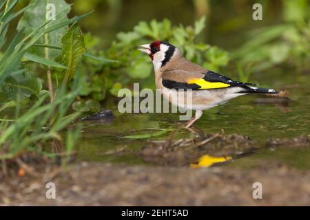 European goldfinch Carduelis carduelis, adulte buvant de la piscine en bord de route, Agiasos, Lesvos, Grèce, avril Banque D'Images