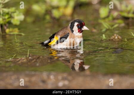 European goldfinch Carduelis carduelis, baignade pour adultes dans la piscine en bord de route, Agiasos, Lesvos, Grèce, avril Banque D'Images