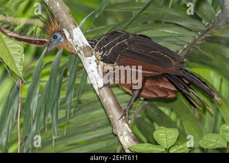 Hoatzin, Opisthocomus hoazin, aka reptile oiseau, skunk oiseau, stinkbird, Canje faisan & Stinky Turkey, Napo River, forêt amazonienne, Yasuni National Banque D'Images