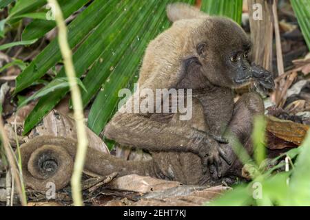 Singe laineux avec maladie de la peau, gale/gale, forêt amazonienne, parc national de Yasuni, rivière Napo, Équateur Banque D'Images