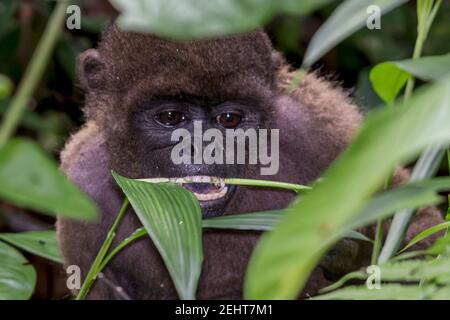 Singe laineux avec maladie de la peau, gale/gale, forêt amazonienne, parc national de Yasuni, rivière Napo, Équateur Banque D'Images