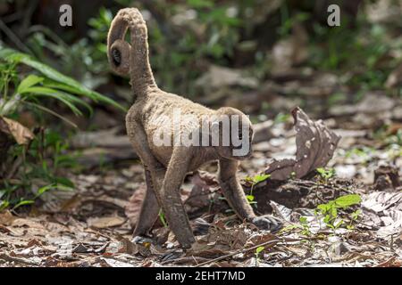 Singe laineux avec maladie de la peau, gale/gale, forêt amazonienne, parc national de Yasuni, rivière Napo, Équateur Banque D'Images