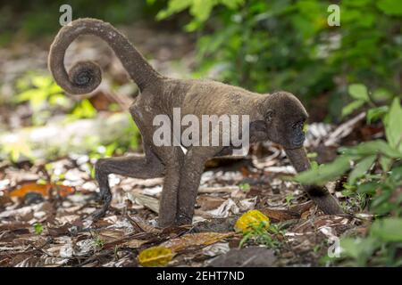 Singe laineux avec maladie de la peau, gale/gale, forêt amazonienne, parc national de Yasuni, rivière Napo, Équateur Banque D'Images