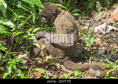 Singe laineux avec maladie de la peau, gale/gale, forêt amazonienne, parc national de Yasuni, rivière Napo, Équateur Banque D'Images