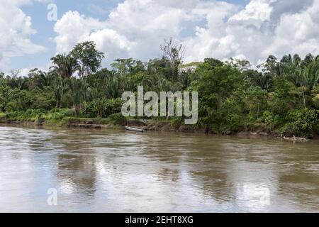 Vue depuis le bateau de la rivière Manatee, la forêt amazonienne, le parc national de Yasuni, la rivière Napo, Équateur Banque D'Images